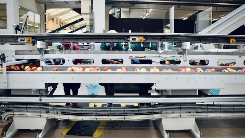 Optische Sortieranlage mit Obst auf dem F&ouml;rderband
